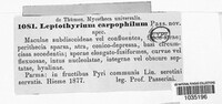 Leptothyrium carpophilum image